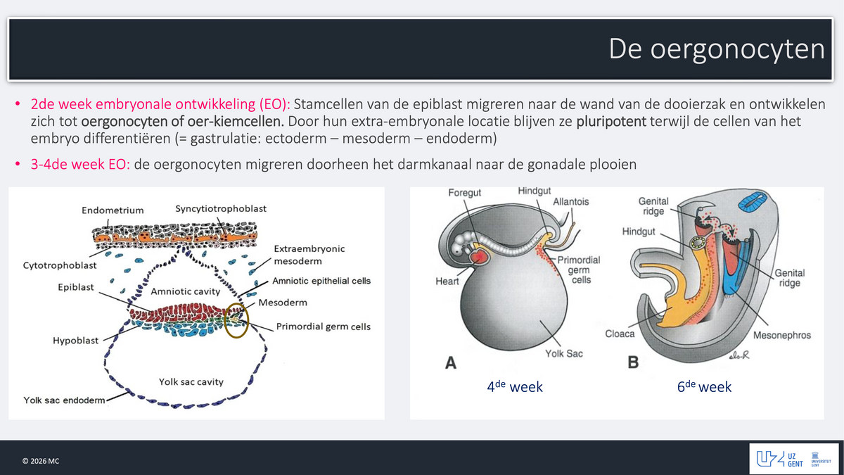 3e Bachelor: Ontwikkeling, voortplanting en verloskunde (embryologie)